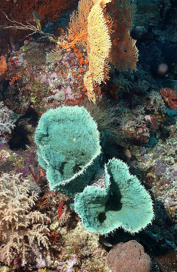 Raja Ampat 2016 - Corail - IMG_4421_rc.jpg